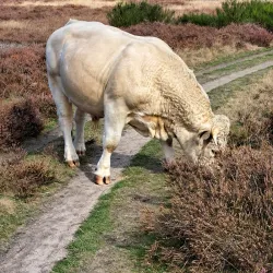 Blaricumse Heide - Blaricum