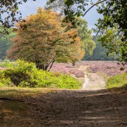 Blaricumse Heide - Blaricum