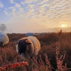 Blaricumse Heide - Blaricum