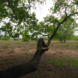 Blaricumse Heide - Blaricum