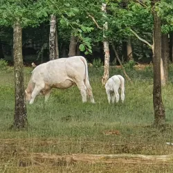 Goois Nature Reserve - Blaricum