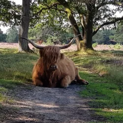 Goois Nature Reserve - Blaricum