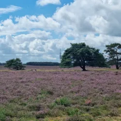 Bussumse Heide - Bussum