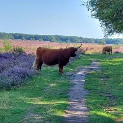 Bussumse Heide - Bussum