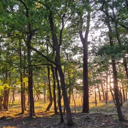 Bussumse Heide - Bussum