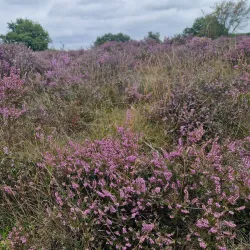 Bussumse Heide - Bussum