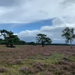 Bussumse Heide - Bussum