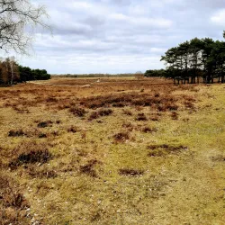 Bussumse Heide - Bussum