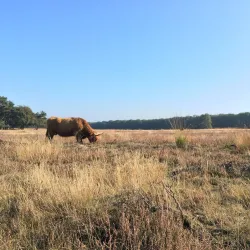 Bussumse Heide - Bussum