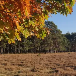 Bussumse Heide - Bussum