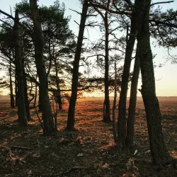 Bussumse Heide - Bussum