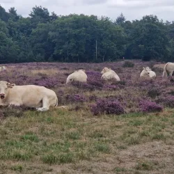 Bussumse Heide - Bussum