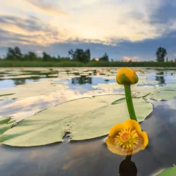 Naardermeer Nature Reserve - Bussum