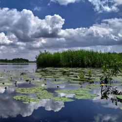 Naardermeer Nature Reserve - Bussum