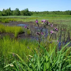 Naardermeer Nature Reserve - Bussum