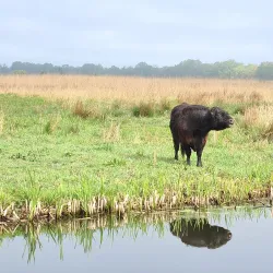 Naardermeer Nature Reserve - Bussum