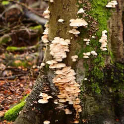 Park Spanderswoud - Bussum