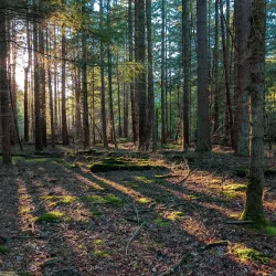 Park Spanderswoud - Bussum