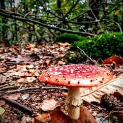 Park Spanderswoud - Bussum