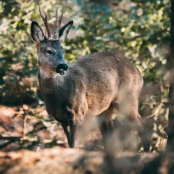 Park Spanderswoud - Bussum