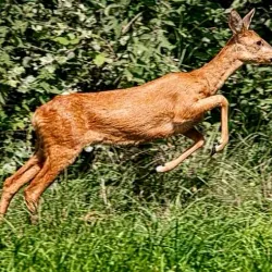 Park Spanderswoud - Bussum