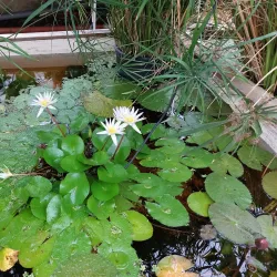 Botanical Garden TU Delft - Delft