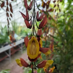 Botanical Garden TU Delft - Delft