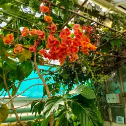 Botanical Garden TU Delft - Delft