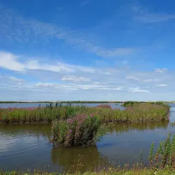 Wadden Sea National Park - Den Helder