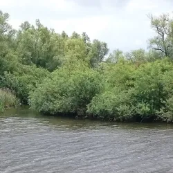 Biesbosch National Park - Dordrecht