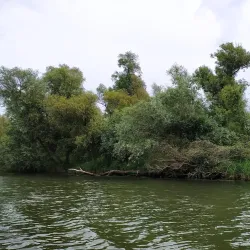 Biesbosch National Park - Dordrecht
