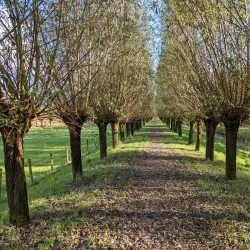 Biesbosch National Park - Dordrecht