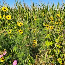 Eiland van Dordrecht (Island of Dordrecht) - Dordrecht