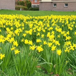 Drachten Canal Walks - Drachten