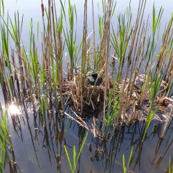 Drachten Canal Walks - Drachten