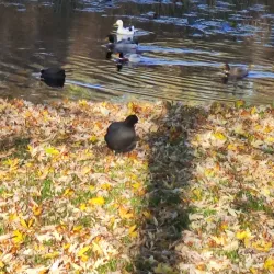 Drachten Canal Walks - Drachten