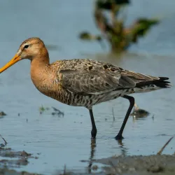 Wâldpyk Nature Reserve - Drachten