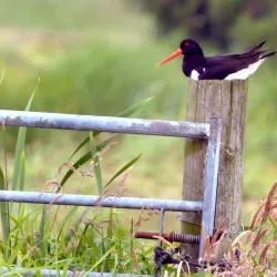 Wâldpyk Nature Reserve - Drachten
