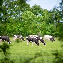 Wâldpyk Nature Reserve - Drachten