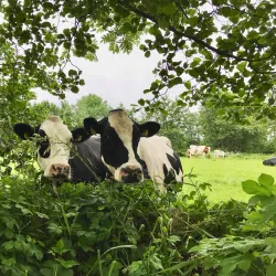Wâldpyk Nature Reserve - Drachten