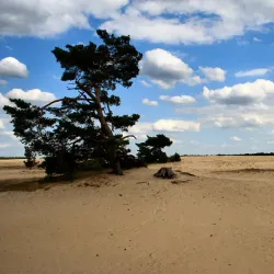 De Hoge Veluwe National Park Cycling Trails - Ede