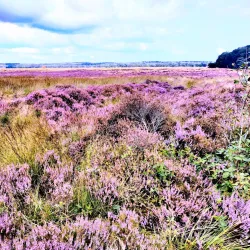 Ginkelse Heide - Ede