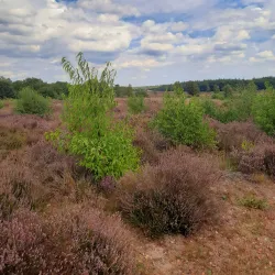 Ginkelse Heide - Ede