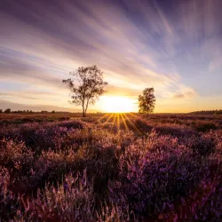 Ginkelse Heide - Ede