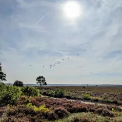 Ginkelse Heide - Ede