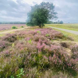 Ginkelse Heide - Ede