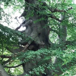 Oostereng Church - Ede