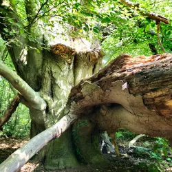 Oostereng Church - Ede