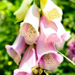Oostereng Church - Ede