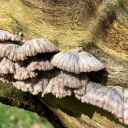 Oostereng Church - Ede